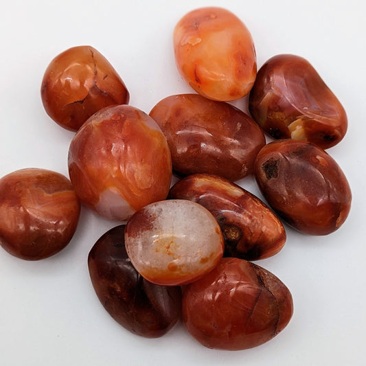 Carnelian Palm